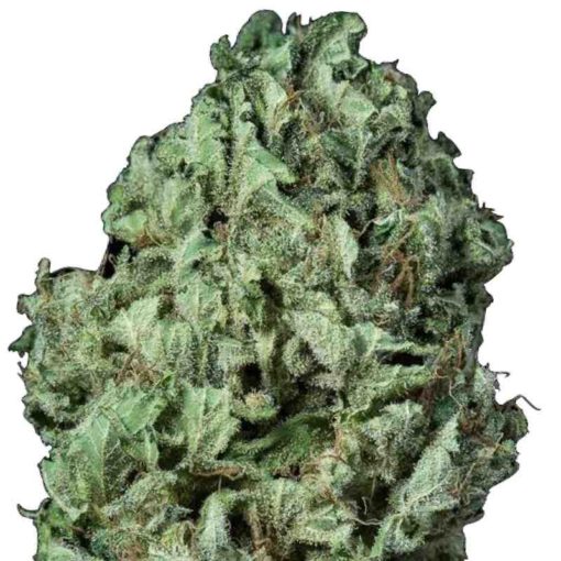 Semilla de Marihuana Sour Diesel - Dinafem Seeds