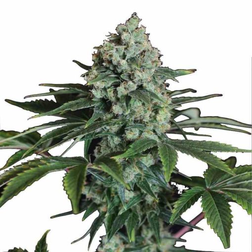 Semilla de Marihuana Speed Haze Auto - Pure Seeds