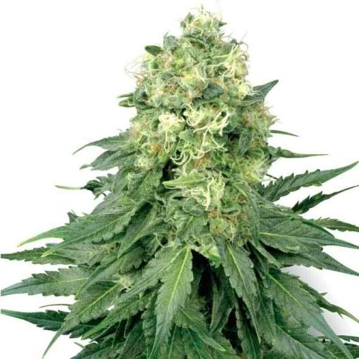 Semilla de Marihuana Star Widow Auto - Sputnik Seeds