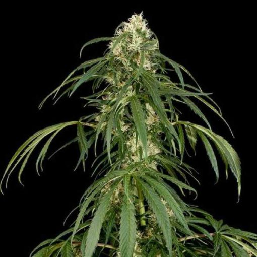 Semilla de Marihuana Super Silver - Dinafem Seeds