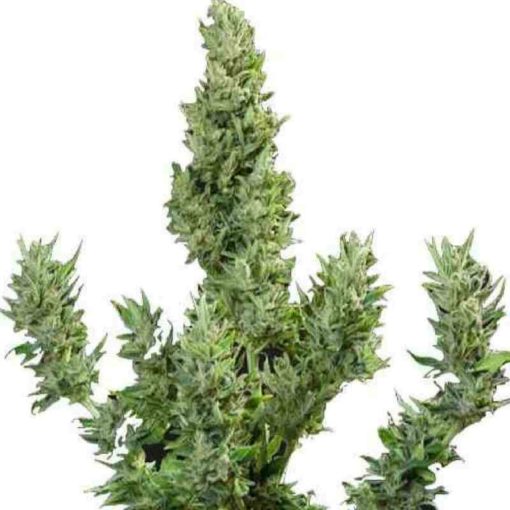 Semilla de Marihuana THC Auto - Pure Seeds