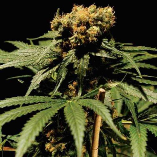 Semilla de Marihuana The Bulldog Chronic - Bulldog Seeds