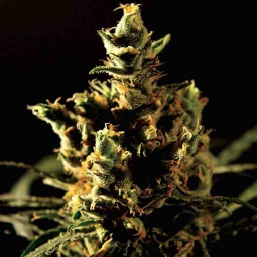 Semilla de Marihuana The Bulldog Haze - Bulldog Seeds