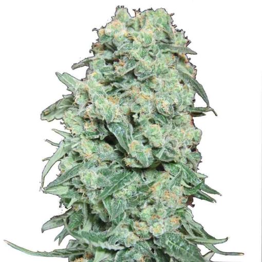 Semilla de Marihuana Viking Haze - Pure Seeds