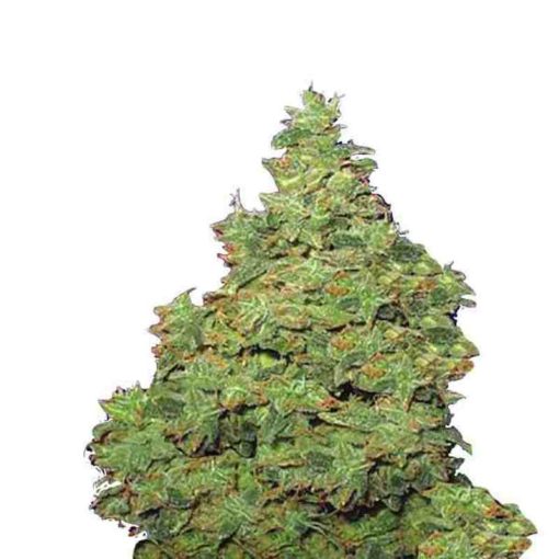 Semilla de Marihuana Voyager - Flying Dutchmen