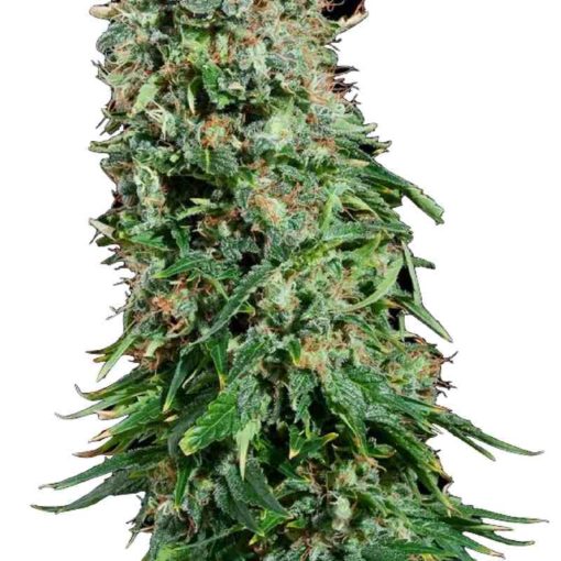 Semilla de Marihuana White Siberian - Dinafem Seeds