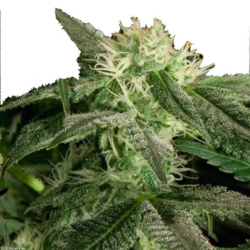 Semilla de Marihuana White Widow - Bulldog Seeds