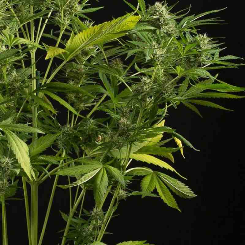 White-Widow-XXL-Dinafem-Seeds-2
