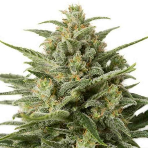 Semilla de Marihuana White Widow XXL - Dinafem Seeds